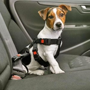 Hund Autogurt