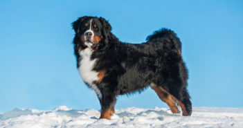 Fellwechsel beim Hund – So unterstützt du deinen Hund mit der optimalen Fellpflege Fellwechsel beim Hund