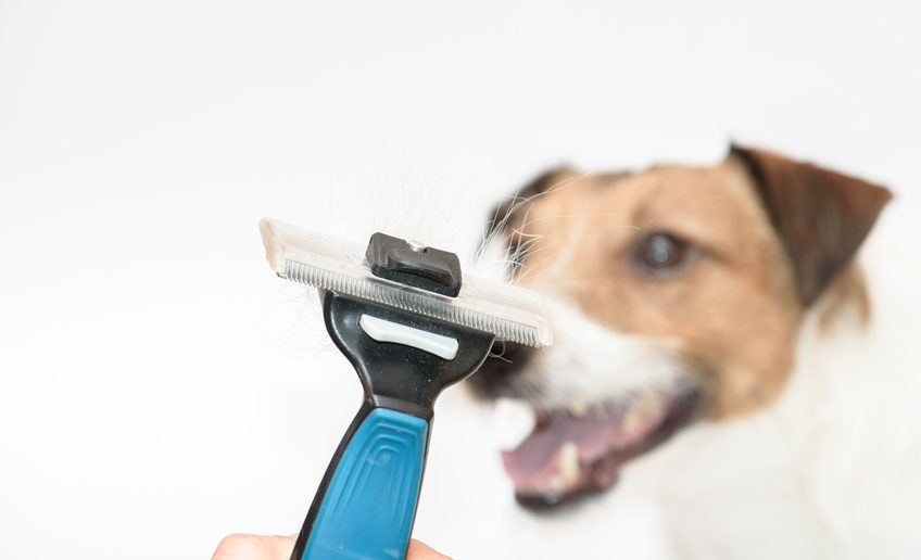 Fellwechsel beim Hund So unterstützt du deinen Hund mit der optimalen
