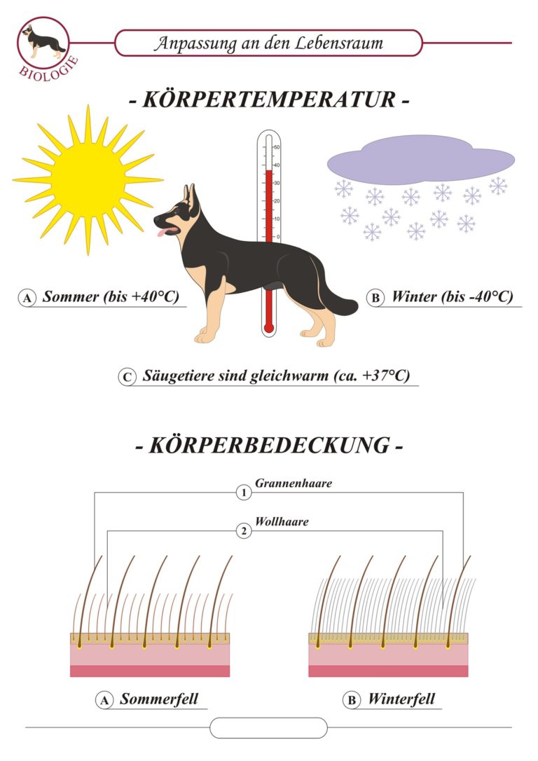 Fellwechsel beim Hund So unterstützt du deinen Hund mit der optimalen