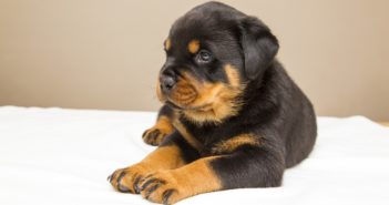 Wann ist ein Hund ausgewachsen? (Die Phasen seiner Entwicklung) Bild / Foto: Wann ist ein Hund ausgewachsen?