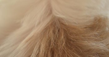 Ursachen für Schuppen beim Hund – und wie du sie behandeln kannst Schuppen beim Hund