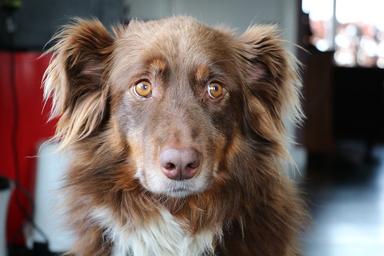Ursachen für Schuppen beim Hund und wie du sie behandeln kannst