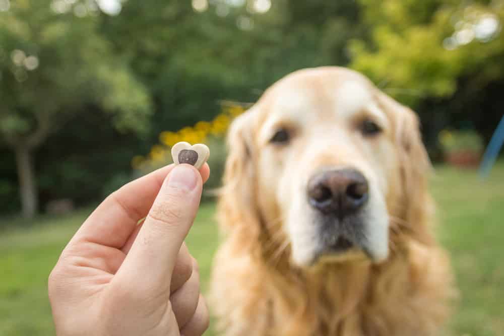 warum essen hunde kot