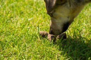 Bild / Foto: Hund frisst Kot