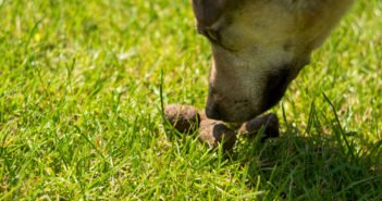 Dein Hund frisst Kot? Das kann dahinter stecken und so kannst du es ihm abgewöhnen Bild / Foto: Hund frisst Kot