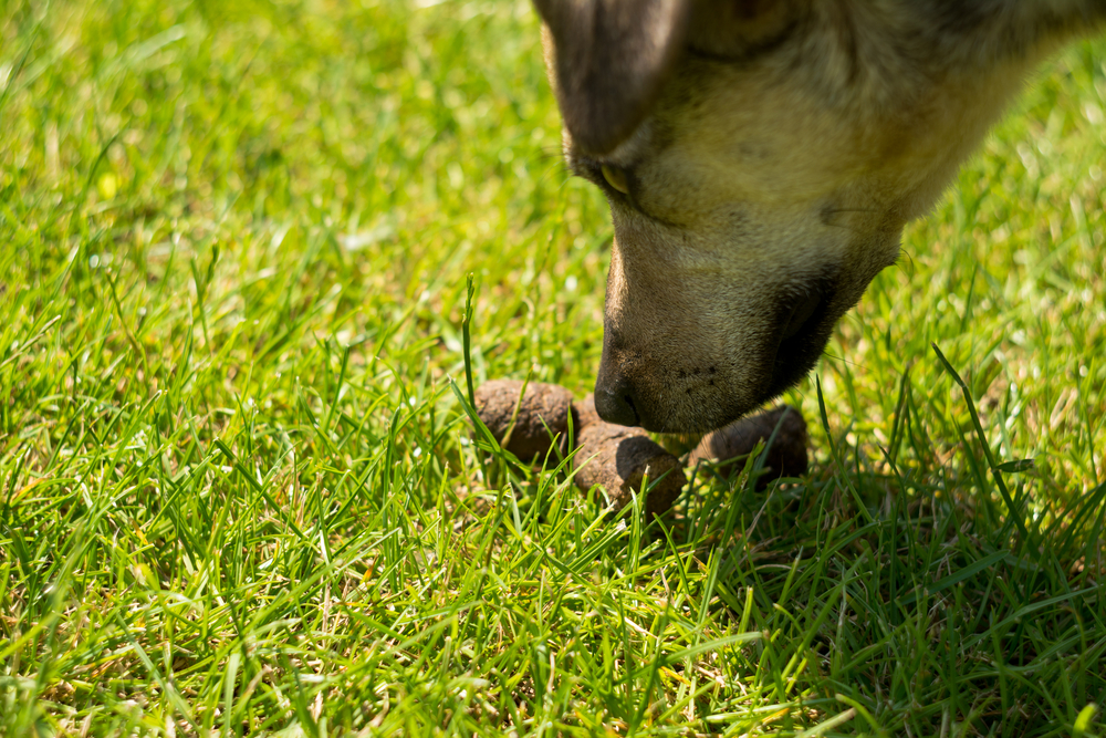 Dein Hund frisst Kot? Gründe und Tipps zum Abgewöhnen