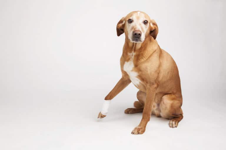 Dein Hund zittert? Das können mögliche Auslöser sein hundeblogger