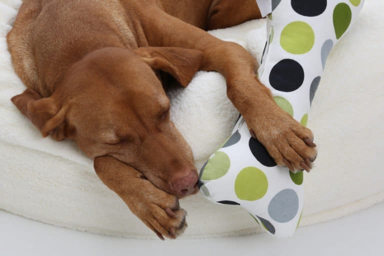 Dein Hund zittert? Das können mögliche Auslöser sein hundeblogger