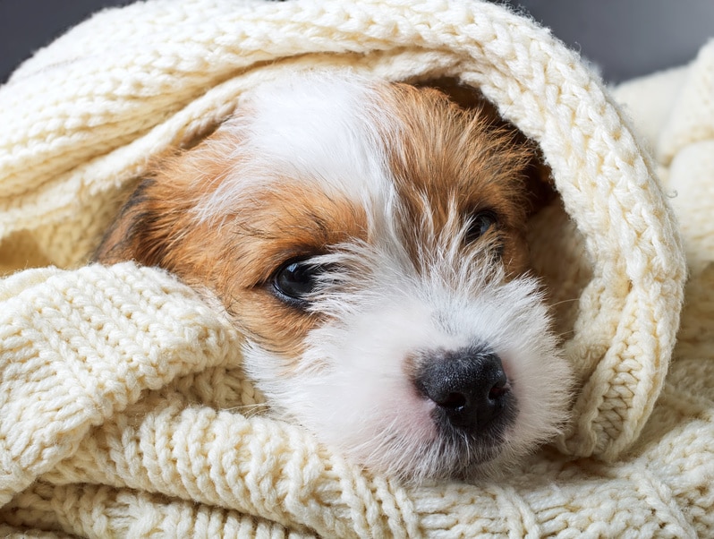 Dein Hund zittert? Das können mögliche Auslöser sein hundeblogger