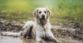 Iiiihh, der Hund stinkt! – Mögliche Ursachen und Abhilfe Hund stinkt