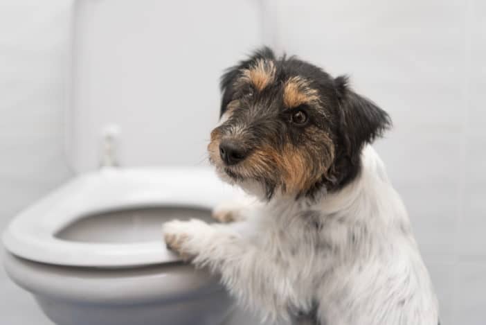 Blasenentzündung beim Hund Symptome + Heilung der Zystitis