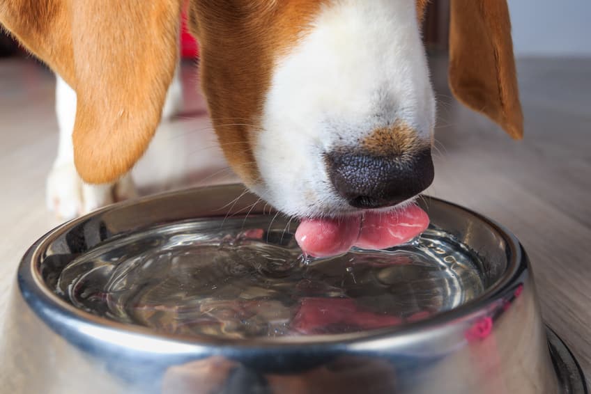 Blasenentzündung beim Hund Symptome + Heilung der Zystitis