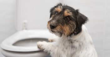 Blasenentzündung beim Hund – Symptome + Heilung der Zystitis Blasenentzündung Hund