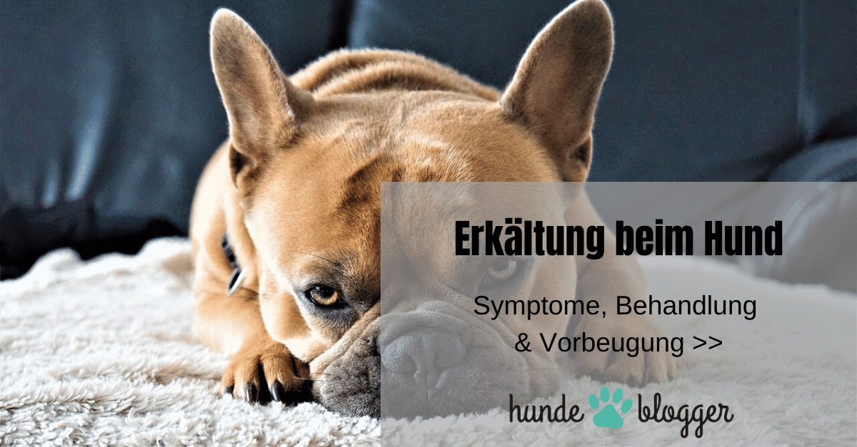 Erkältung beim Hund Symptome, Behandlung & Vorbeugung