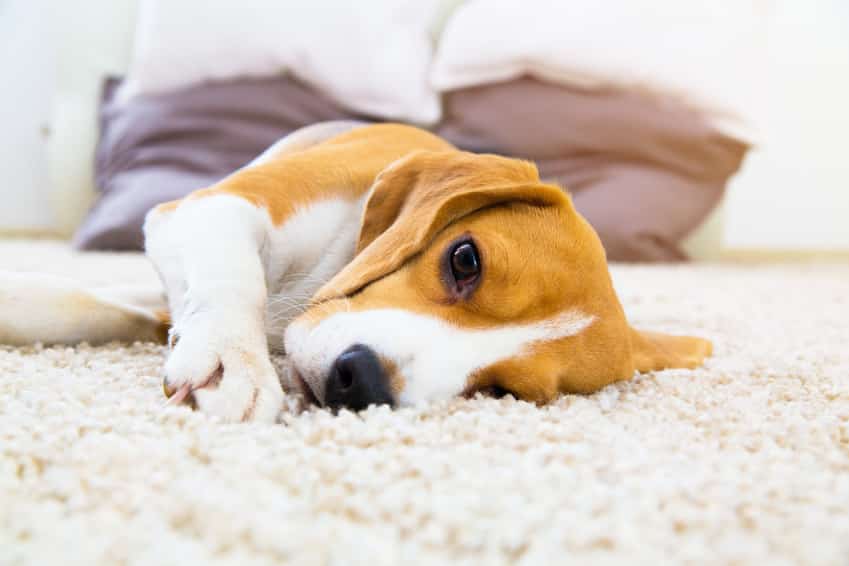 Erkältung beim Hund Symptome, Behandlung & Vorbeugung
