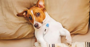 Erkältung beim Hund – Symptome, Behandlung & Vorbeugung Hund Erkältung