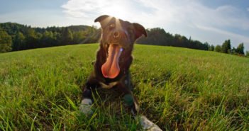 Hunde und Hitze – 24 Tipps für heiße Sommer Hund Sommer Hitze