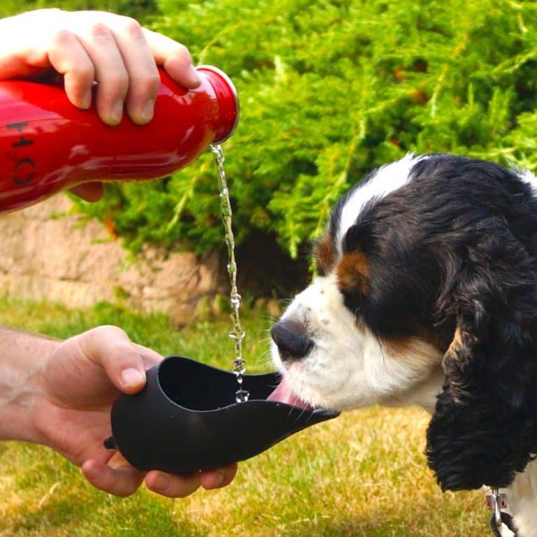 Wie viel sollte ein Hund trinken? + Tipps wie dein Hund mehr trinkt