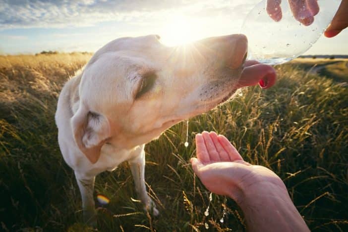 Wie viel sollte ein Hund trinken? + Tipps wie dein Hund mehr trinkt
