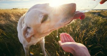 Wie viel sollte ein Hund trinken? + Tipps wie dein Hund mehr trinkt Wie viel müssen Hunde trinken