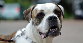 Dein Hund sabbert stark? 7 Auslöser für starkes Speicheln beim Hund Hund sabbert