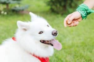 Dürfen Hunde Nüsse essen