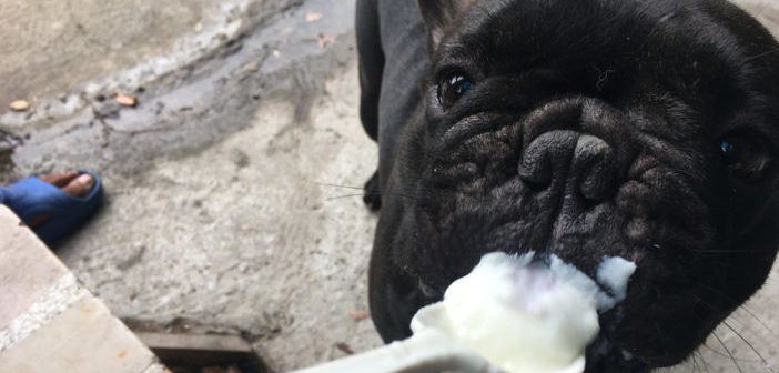 Dürfen Hunde Joghurt Essen