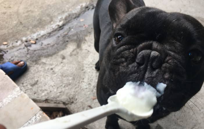 dürfen hunde hüttenkäse essen