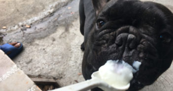 Käse, Quark, Hüttenkäse & Co. – Diese Milchprodukte dürfen Hunde essen