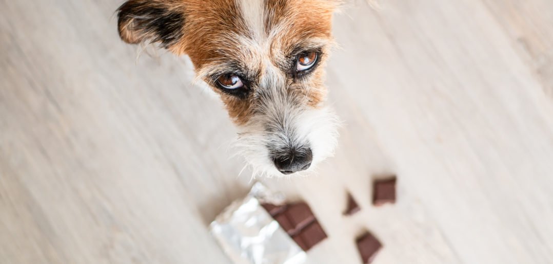 Hund Schokolade giftig