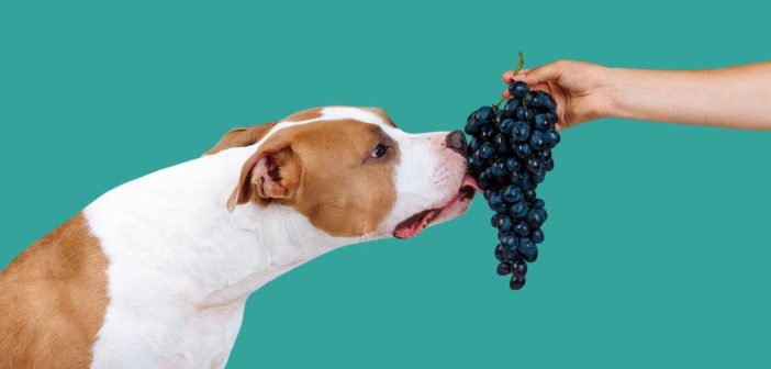 Diese Lebensmittel sind für Hunde giftig Liste hundeblogger