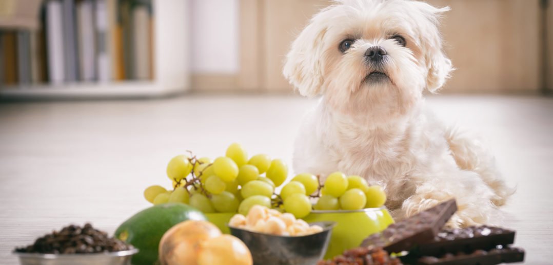 Hund giftige Lebensmittel