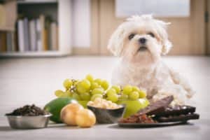 Hund giftige Lebensmittel