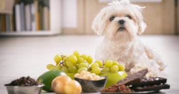 Diese Lebensmittel sind für Hunde giftig | Liste Hund giftige Lebensmittel