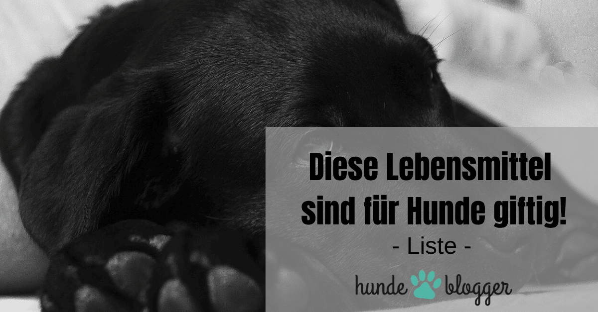 Diese Lebensmittel sind für Hunde giftig Liste hundeblogger