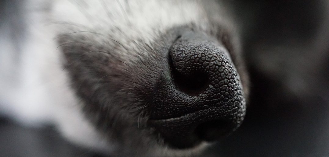 Nasenarbeit Diese Suchspiele wird dein Hund lieben!