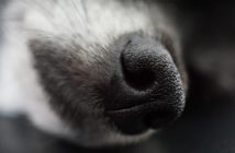 Nasenarbeit Hund Suchspiele