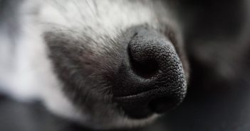 Nasenarbeit – Diese Suchspiele wird dein Hund lieben! Nasenarbeit Hund Suchspiele