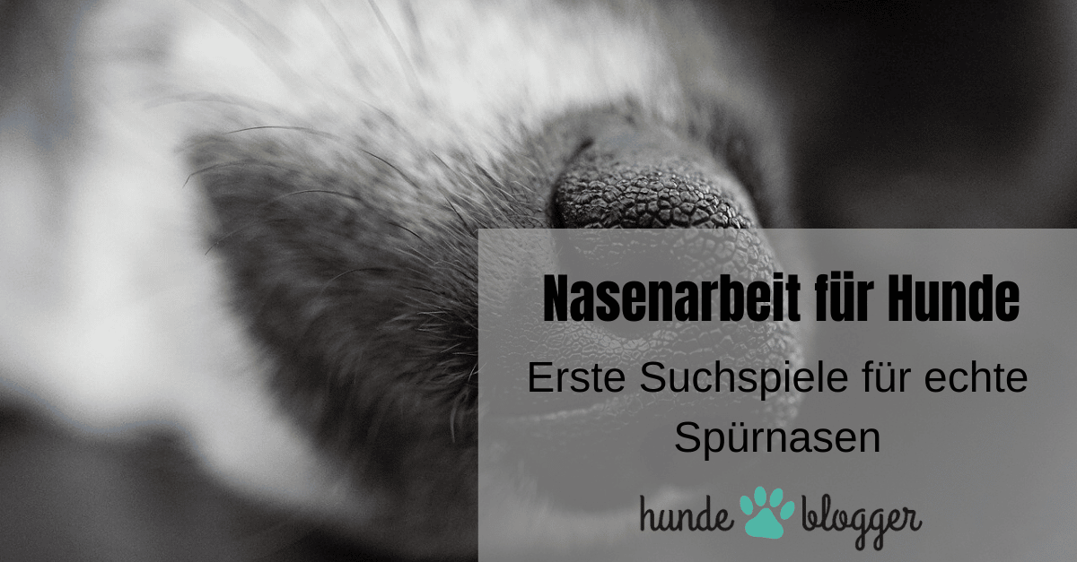 Nasenarbeit Diese Suchspiele wird dein Hund lieben!