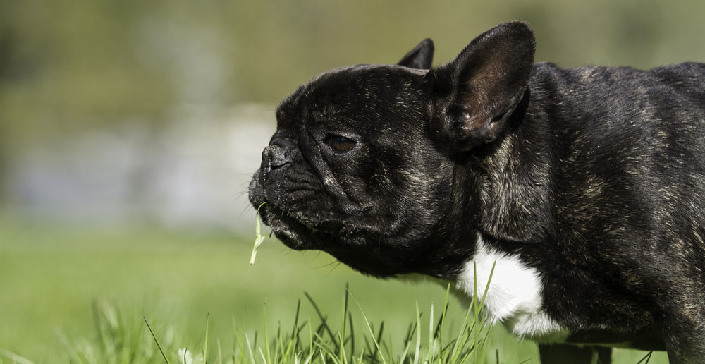 Warum fressen Hunde Gras? 5 Mögliche Ursachen hundeblogger