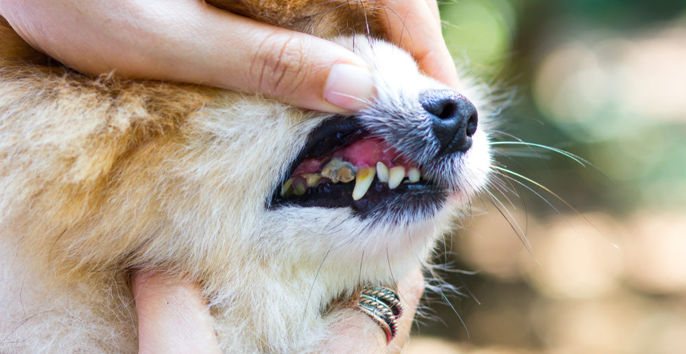 Dein Hund schmatzt ständig? Mögliche Ursachen hundeblogger