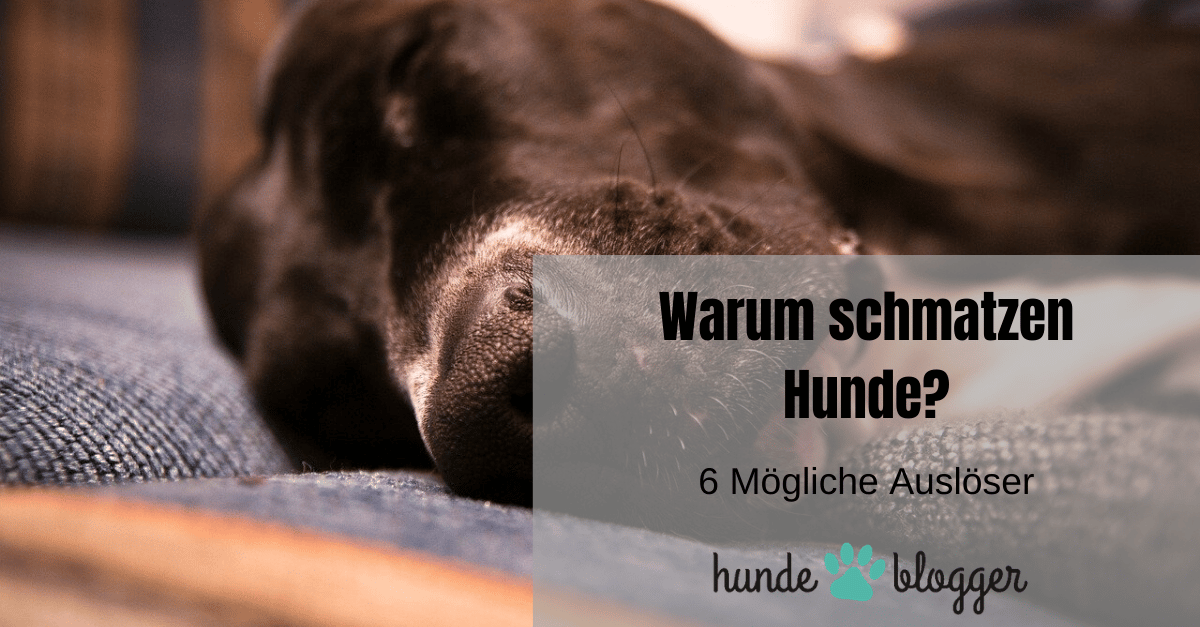 Dein Hund schmatzt ständig? Mögliche Ursachen hundeblogger