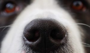 Hund warme trockene Nase
