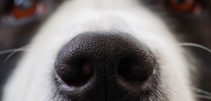 Warme und trockene Nase beim Hund ist er krank? hundeblogger