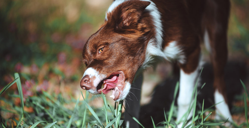 Warum fressen Hunde Gras