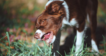 Warum fressen Hunde Gras