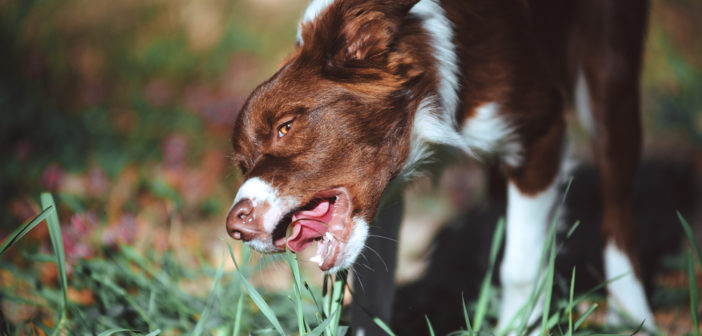 Warum fressen Hunde Gras? 5 Mögliche Ursachen