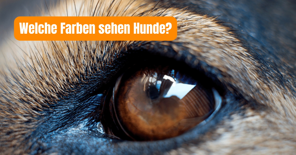 Wissenswertes über Hundeaugen Welche Farben können Hunde sehen?