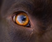 Wissenswertes über Hundeaugen: Welche Farben können Hunde sehen?